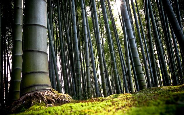 bamboo-forest-.jpg