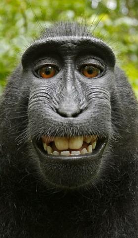 gorilla_smiling.jpg